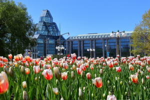Tulips in full bloom in front of the National Gallery of Canada during the Canadian Tulip Festival in Ottawa.